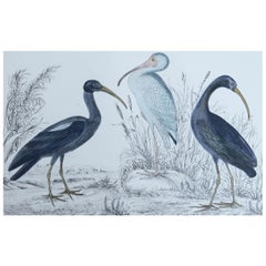 Stampa antica originale di gru, 1847, senza cornice
