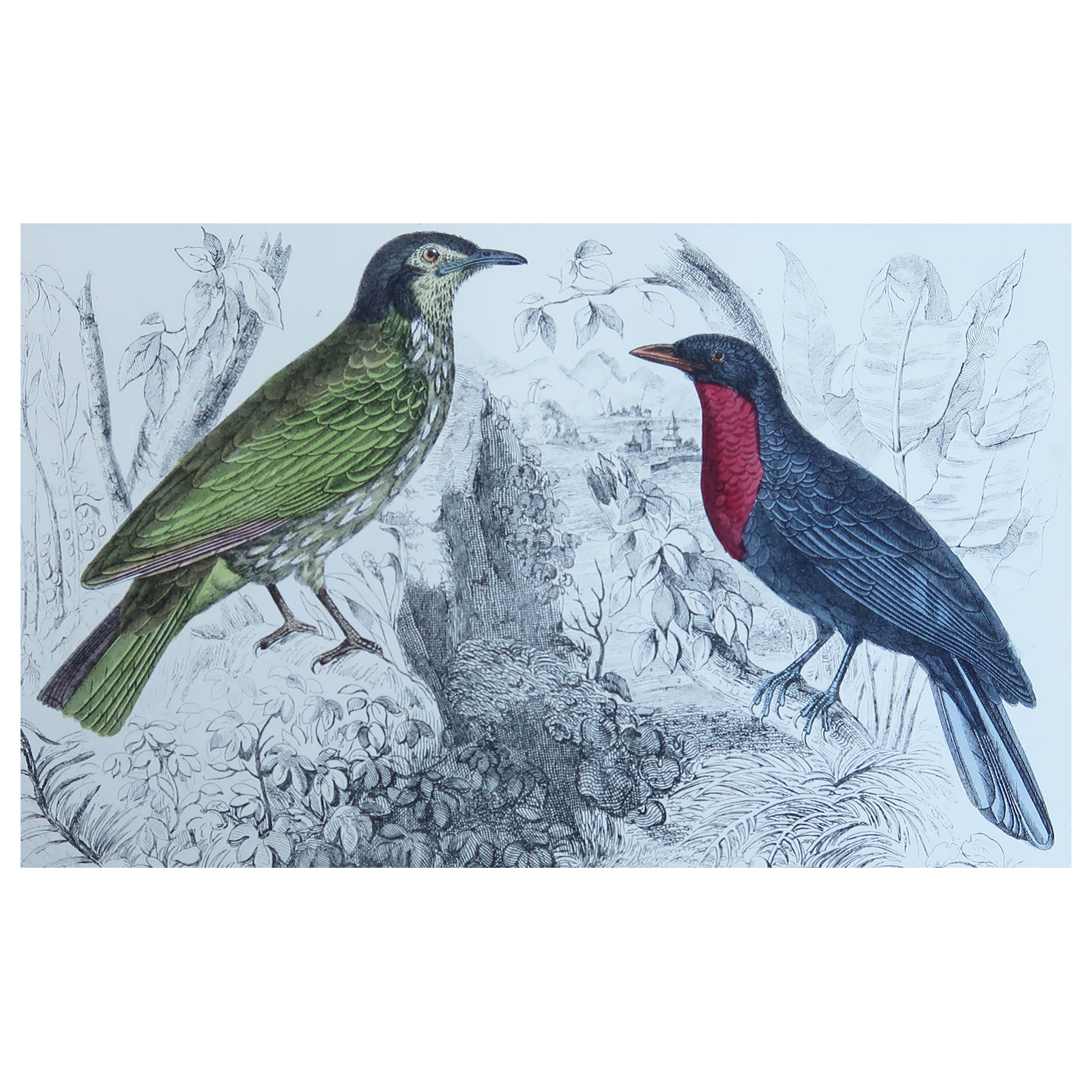 Original Antique Print of a Fruit Crow, 1847 'Unframed'