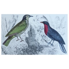 Original Antique Print of a Fruit Crow, 1847 'Unframed'