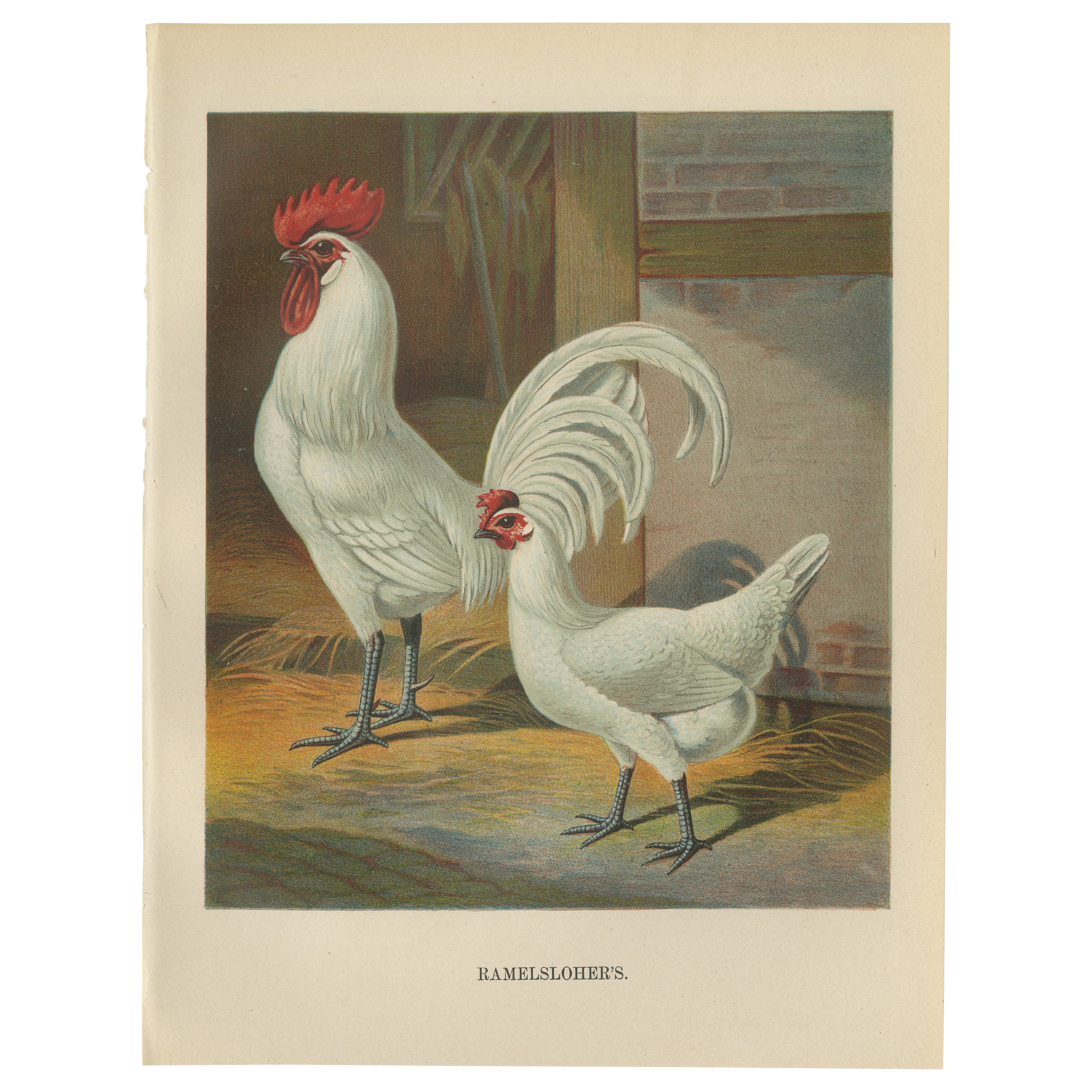 The Distinguished Ramelsloher Chicken - A Rare 19th Century Poultry Lithograph For Sale