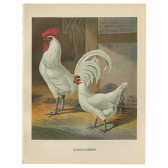 The Distinguished Ramelsloher Chicken - Eine seltene Eichhörnchen-Lithographie aus dem 19. Jahrhundert