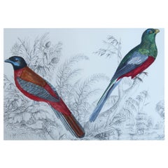 Impression originale ancienne de Trogons, 1847, non encadrée