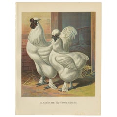Antique The Enchanting Japanese Silkie Chicken - A Rare 19th Century Poultry Lithograph