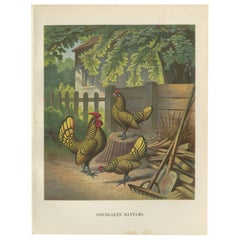 The Golden-Laced Bantam - A Rare 19th Century Poultry Lithograph