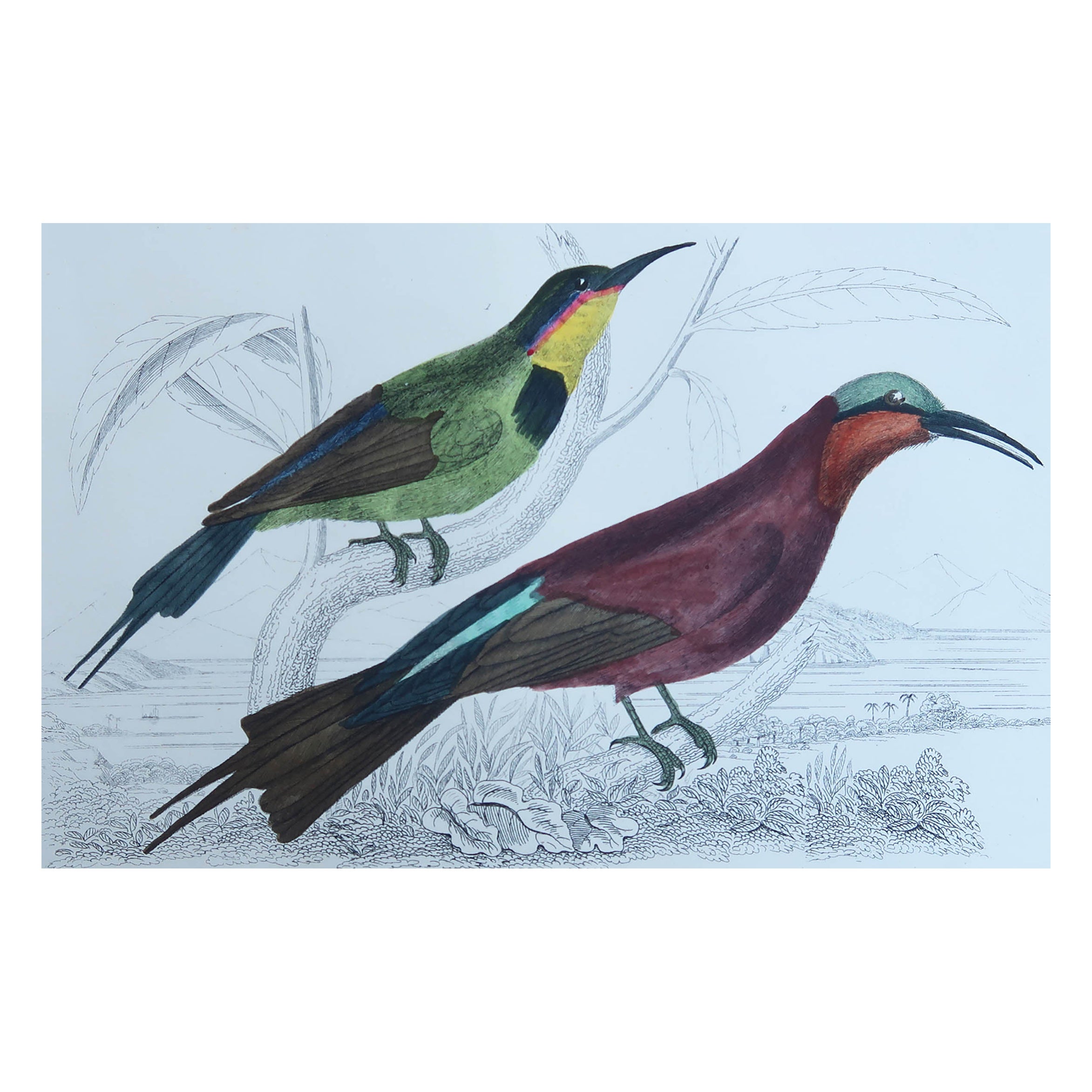 Grabado original antiguo de un abejaruco, 1847 'Sin enmarcar'