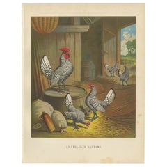 Antique The Silver-Laced Bantam - A Rare 19th Century Poultry Lithograph