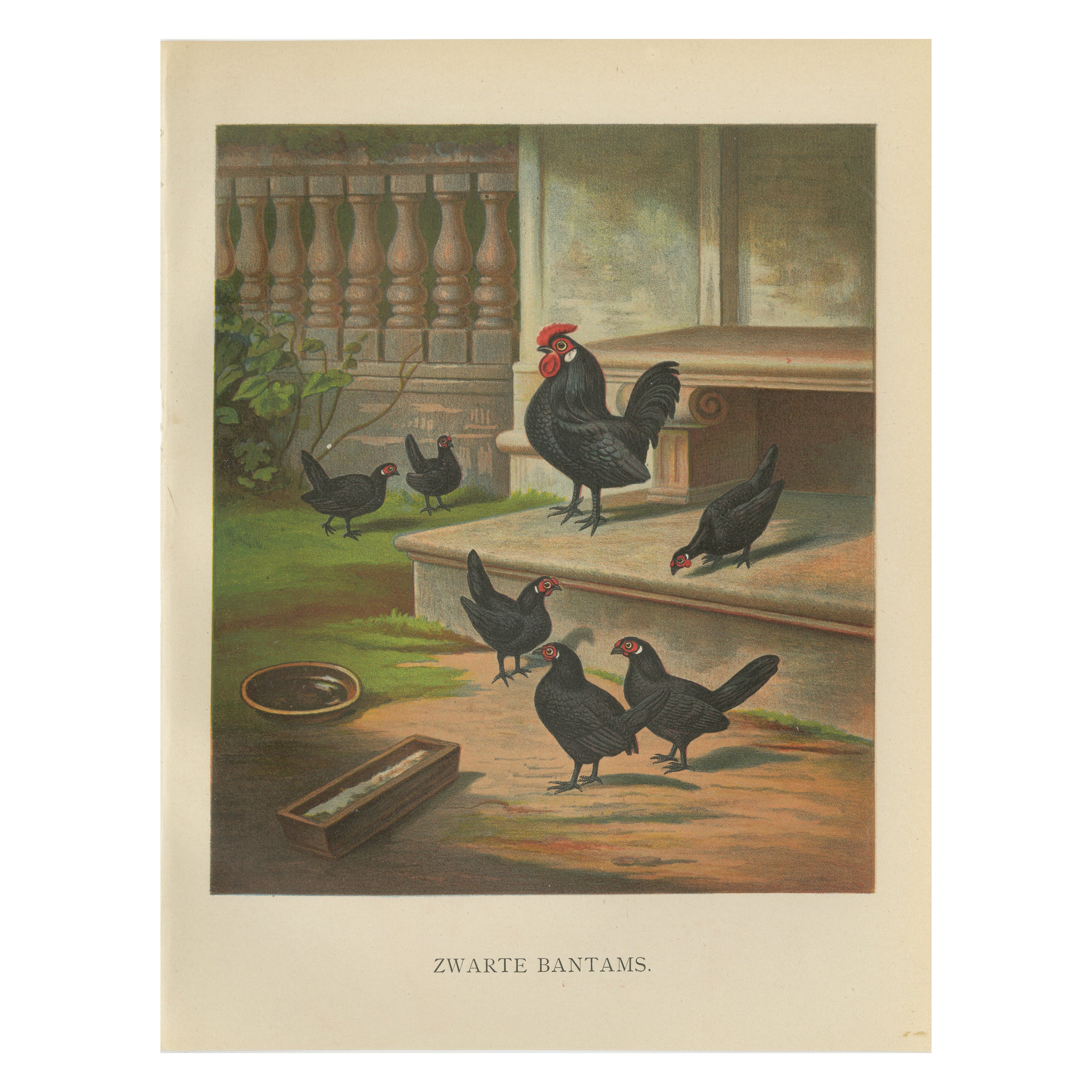 The Elegant Black Bantams - A Rare 19th Century Poultry Lithograph