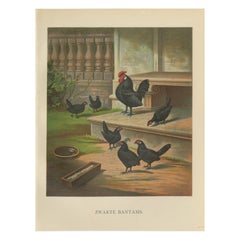 The Elegant Black Bantams - A Rare 19th Century Poultry Lithograph
