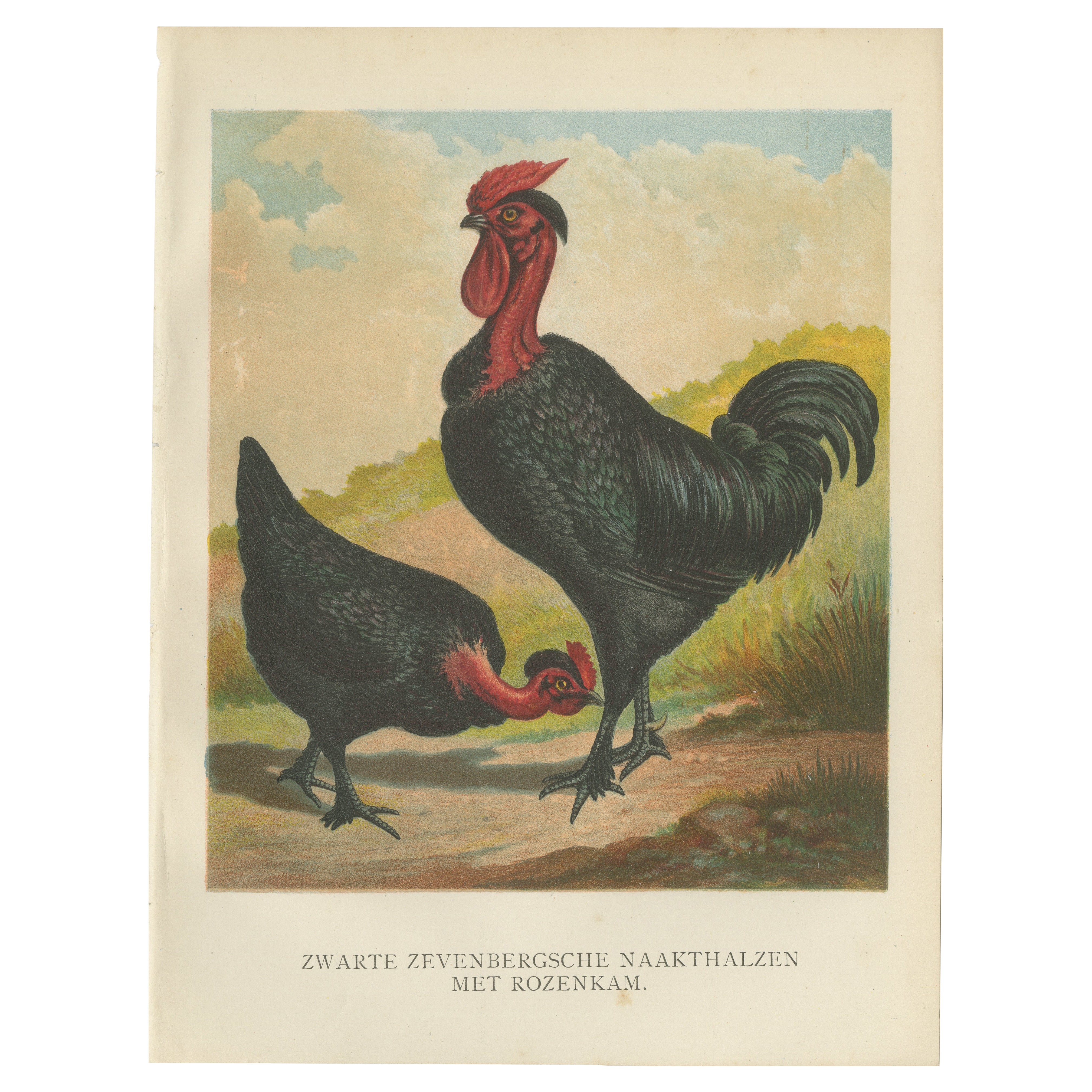 Black Zevenbergen Naked Neck Chickens - A Striking 19th-Century Poultry Print For Sale