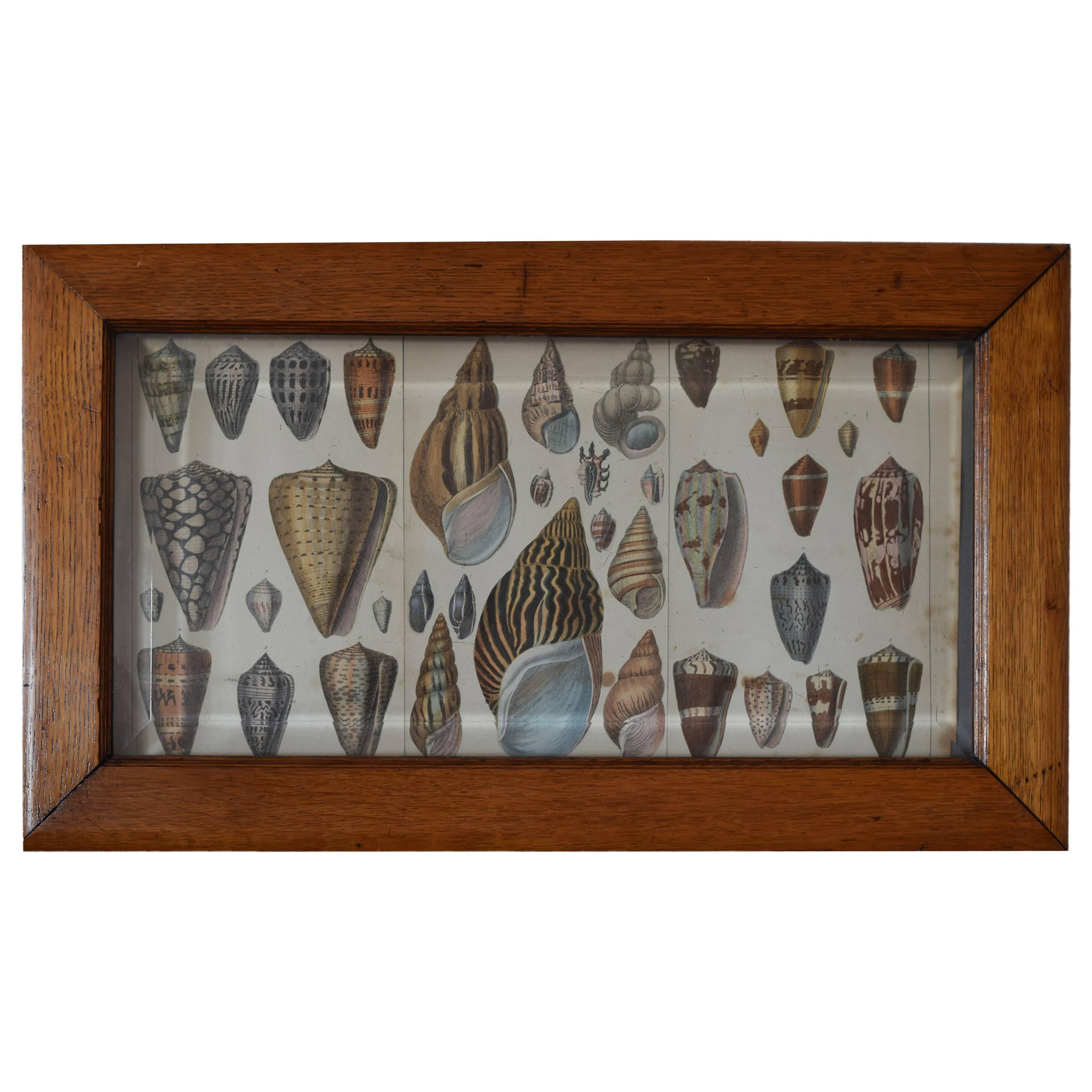 Trompe L'oeil Collection of Shells, English, circa 1850