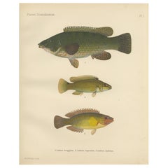 Colorido trío de peces escandinavos - Impresionante litografía de peces coloreada a mano, 1895