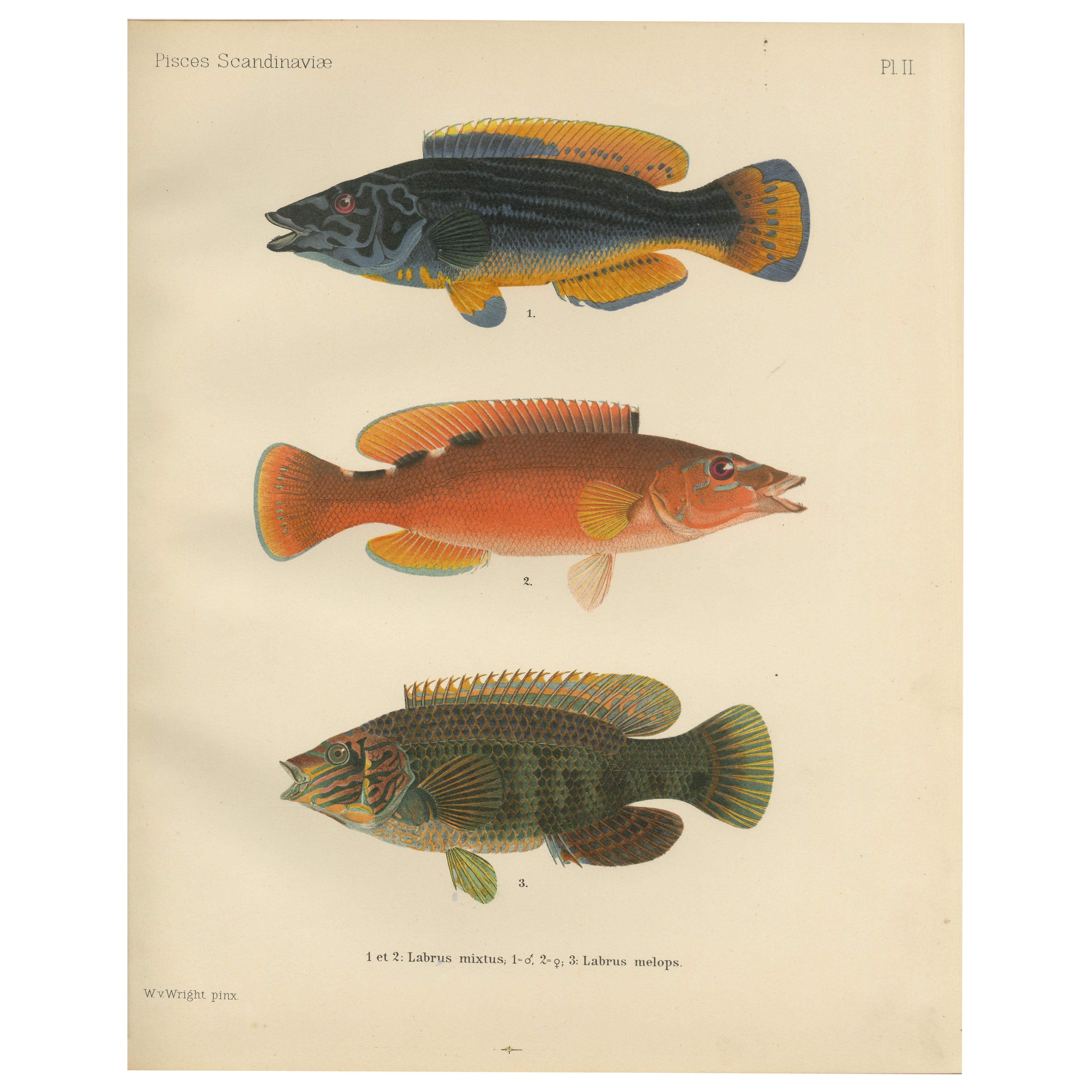 Dúo de peces de colores y Corkwing - Vibrante litografía de peces del siglo XIX