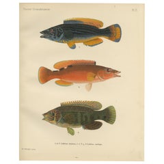Dúo de peces de colores y Corkwing - Vibrante litografía de peces del siglo XIX