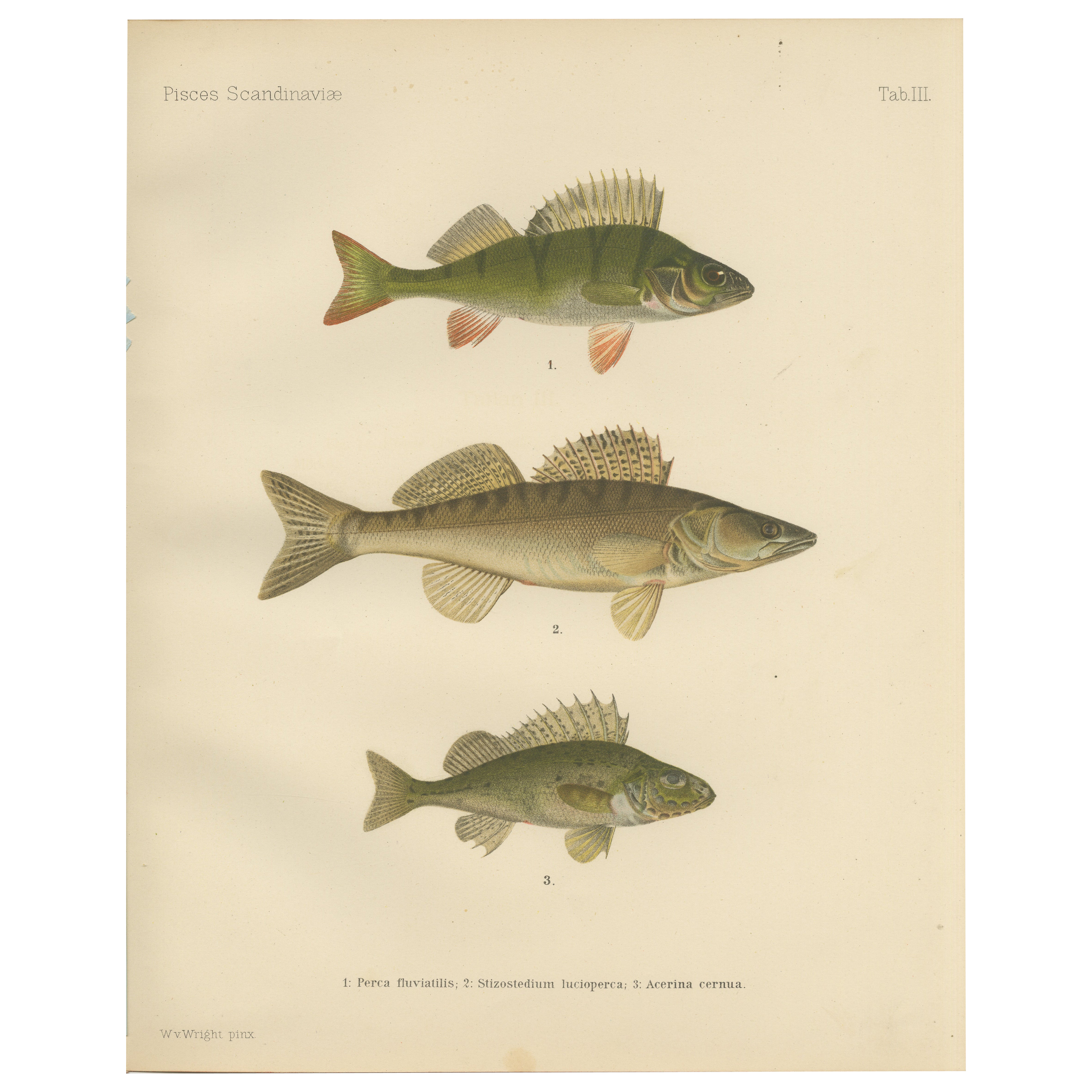 Perch, Pike-Perch, and Ruffe - Majestic Scandinavian Fish Lithograph, 1895
