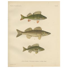 Perca, lucioperca y rufa - Majestuoso pez escandinavo Litografía, 1895