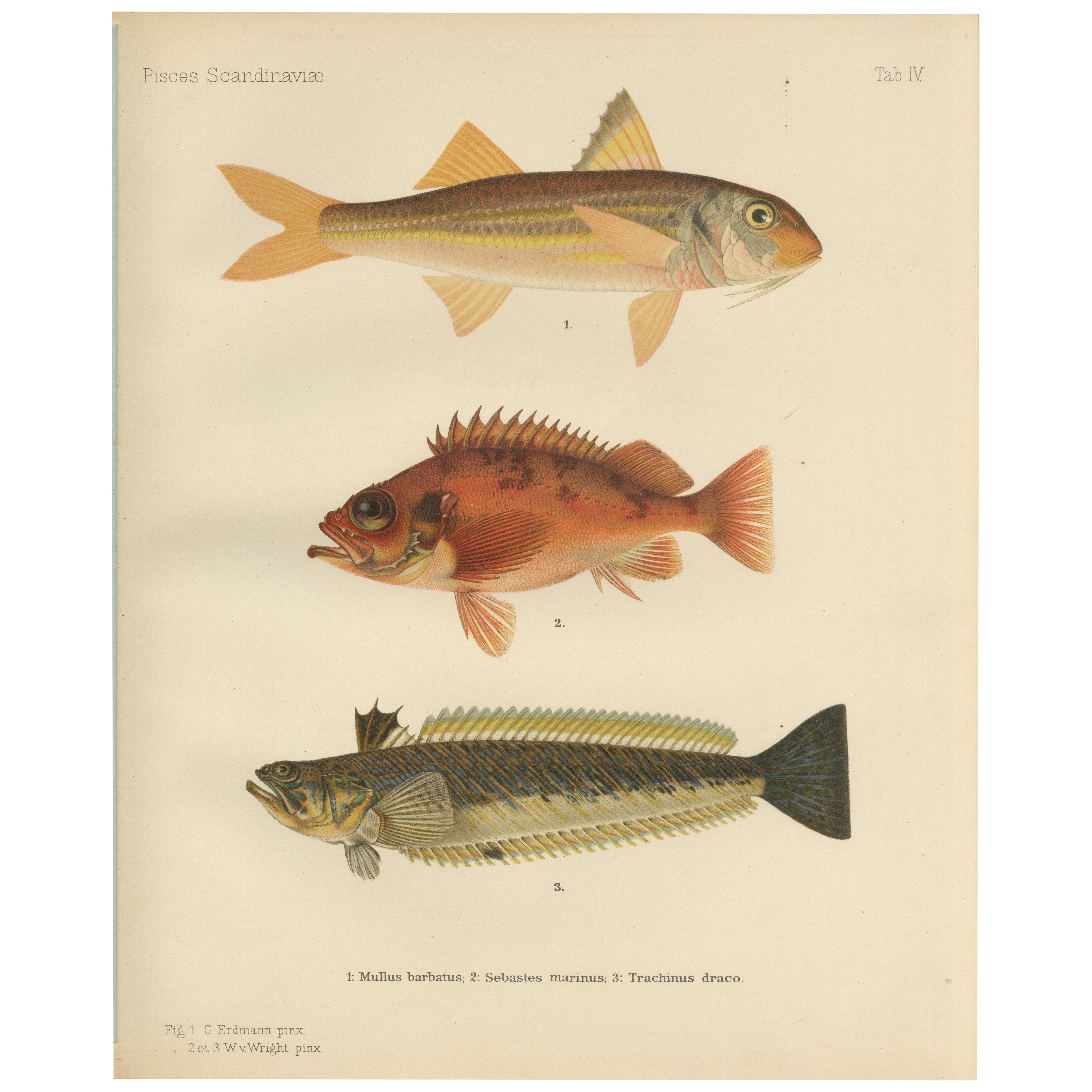 Red Mullet, Norwegenische Rotfisch und der Große Weever – Leuchtende Fischlithografie, 1895