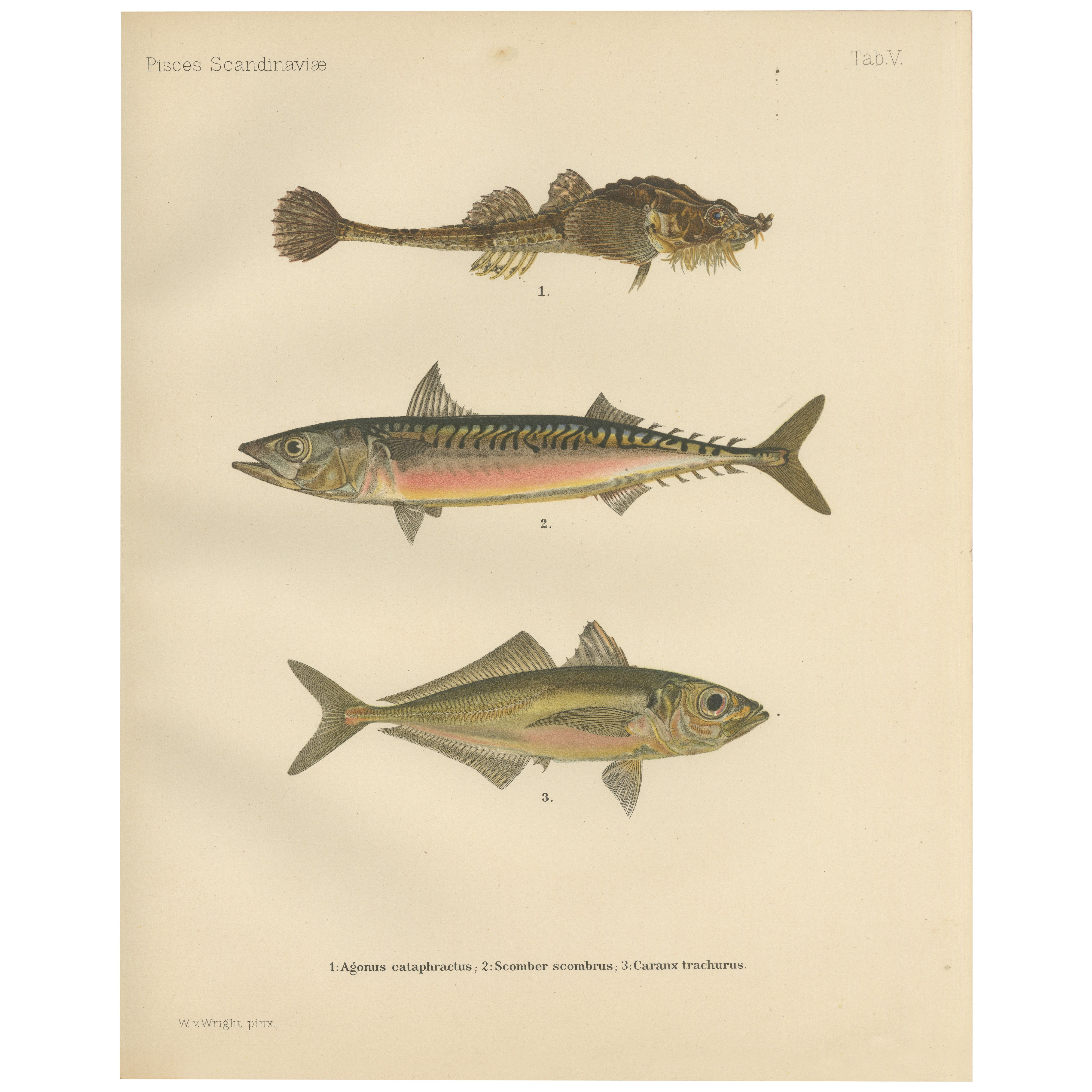 Caballa acorazada, caballa atlántica y jurel - Sorprendente litografía de peces de 1895