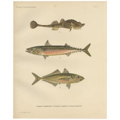 Caballa acorazada, caballa atlántica y jurel - Sorprendente litografía de peces de 1895