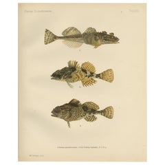 Fourhorn Sculpin y Long-Spined Bullhead - Intrincada litografía de peces escandinavos