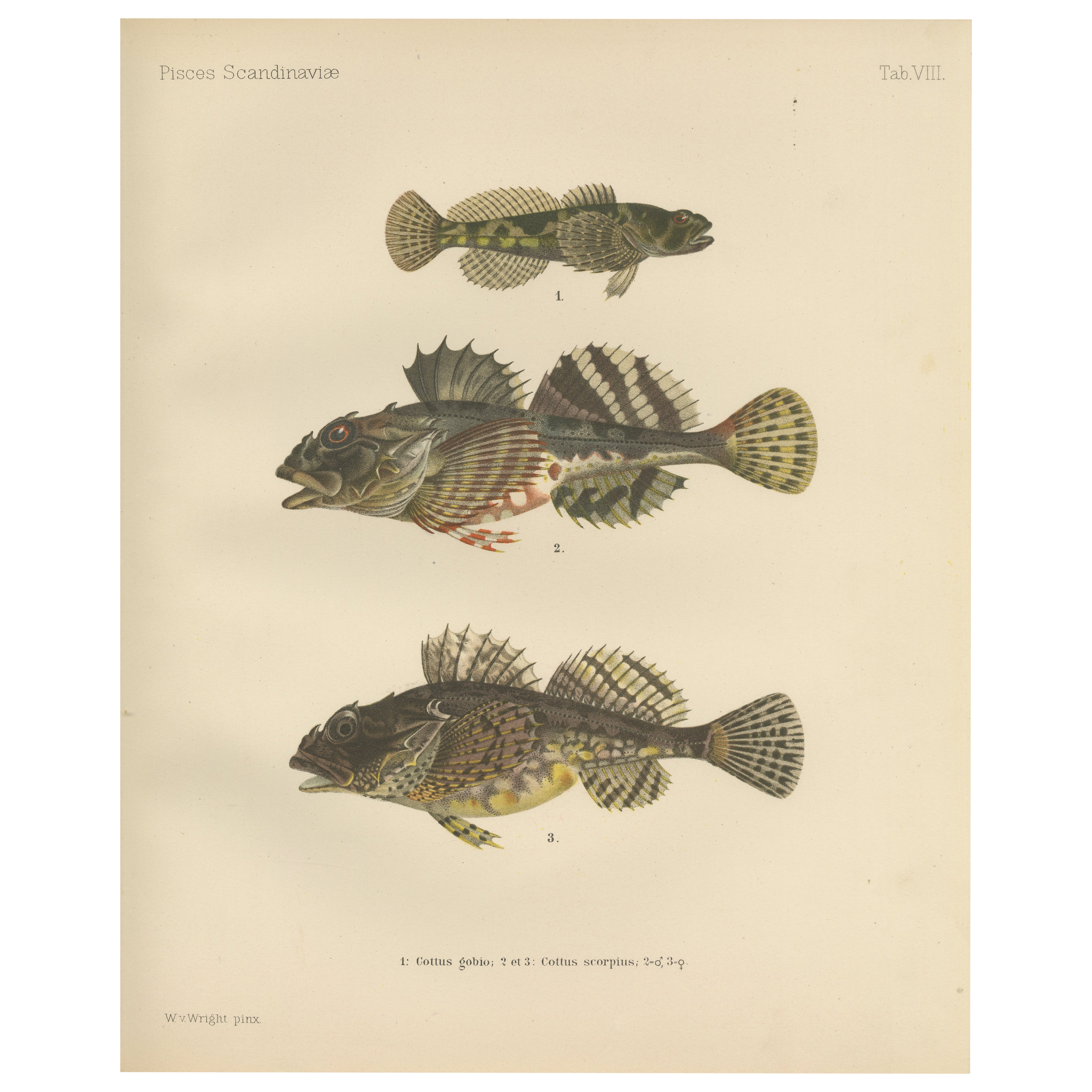 Freshwater Bullhead and Short-Spined Sea Scorpion - Striking Fish Litho, 1895