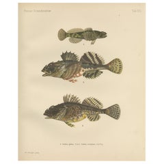 Bullhead de agua dulce y escorpión de mar de espinas cortas - Litografía de peces llamativos, 1895