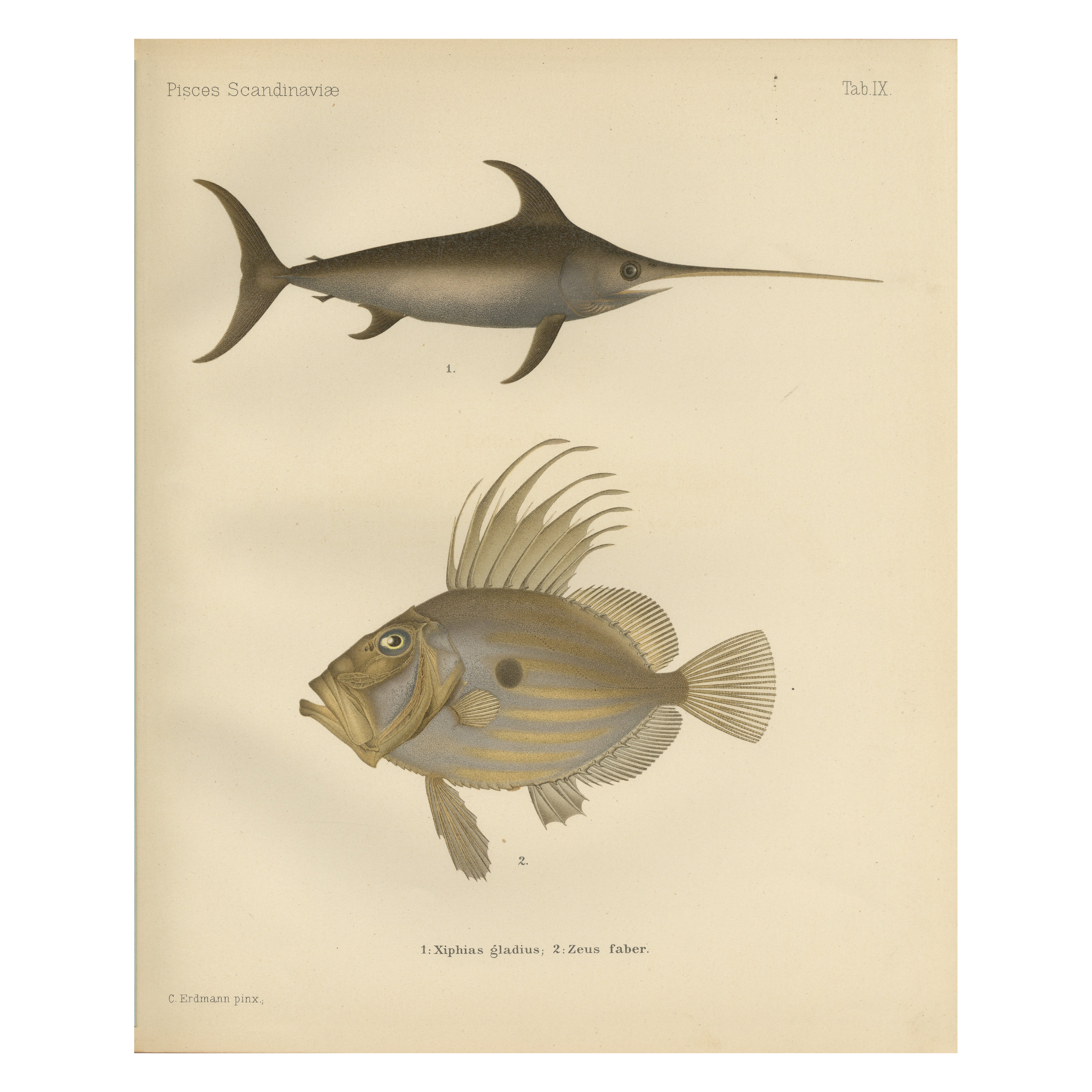 Swordfish and John Dory - Striking Scandinavian Fish Lithograph, 1895