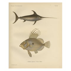 Pez espada y gallo - Llamativa litografía de peces escandinavos, 1895