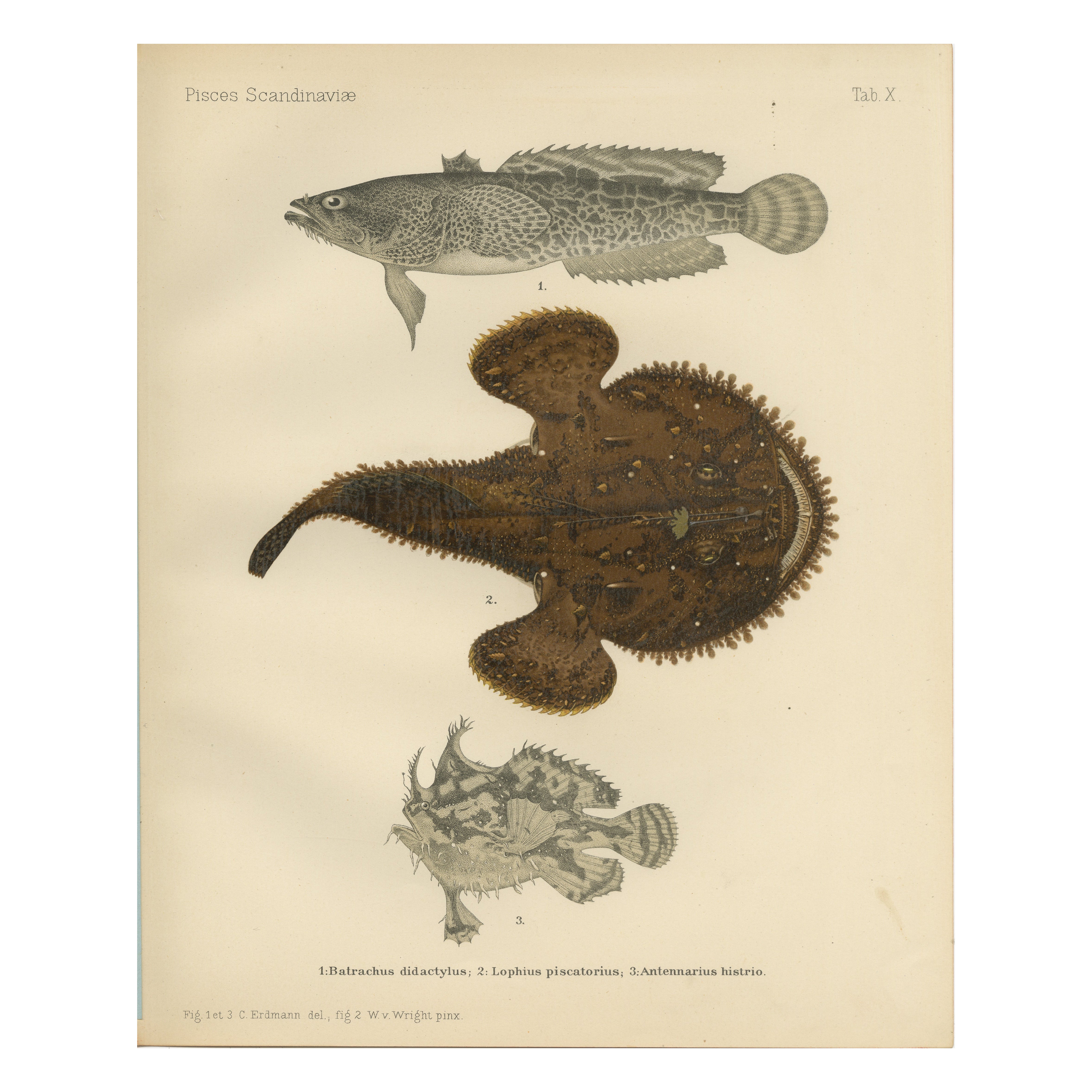 Spotted Toadfish, Anglerfish, and Frogfish - Unique Scandinavian Fish Lithograph For Sale