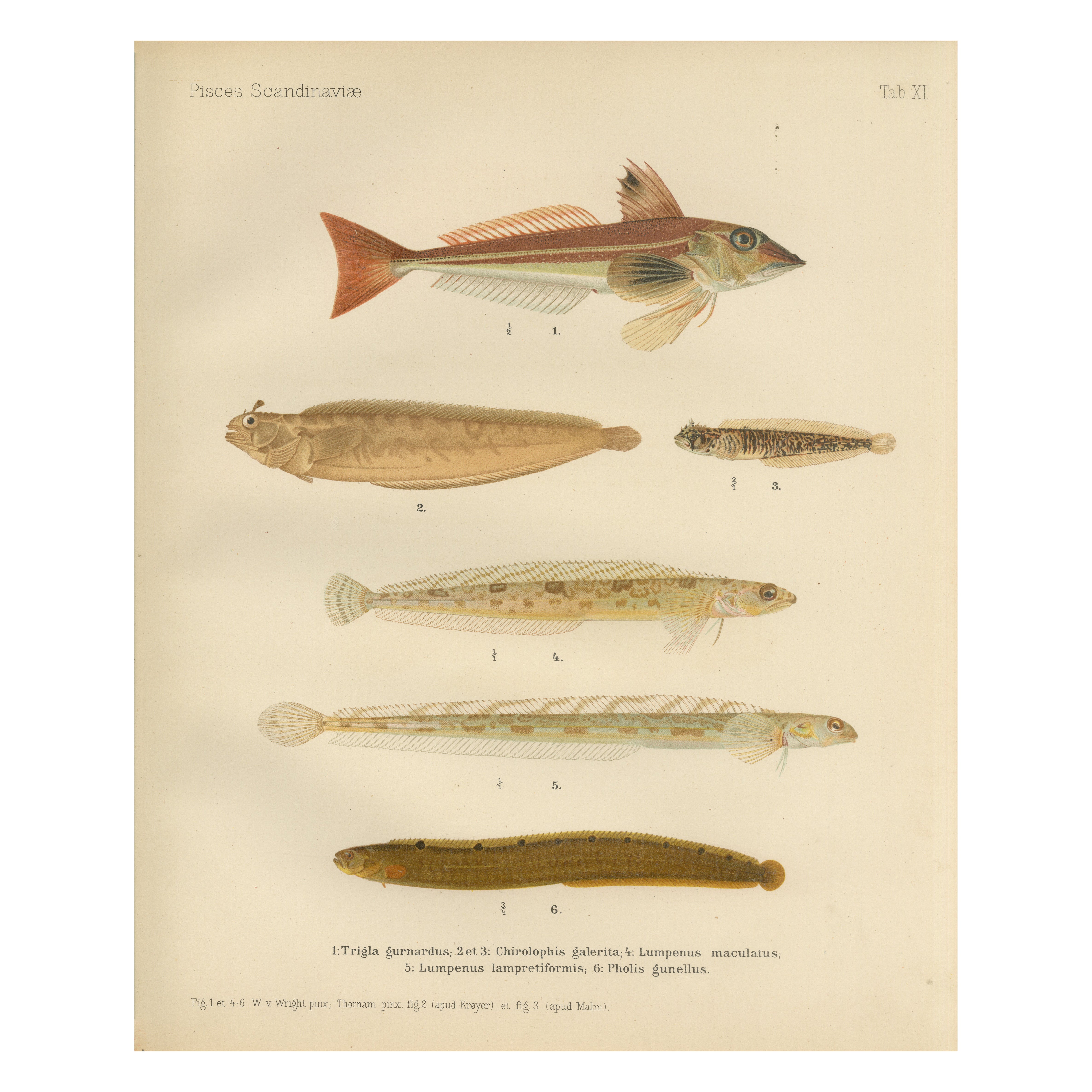 Gurnard, Butterfish, Blenny and Eelpout - 1895 Scandinavian Fish Lithograph
