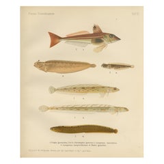 Gurnard, Butterfish, Blenny and Eelpout - 1895 Litografía escandinava de peces
