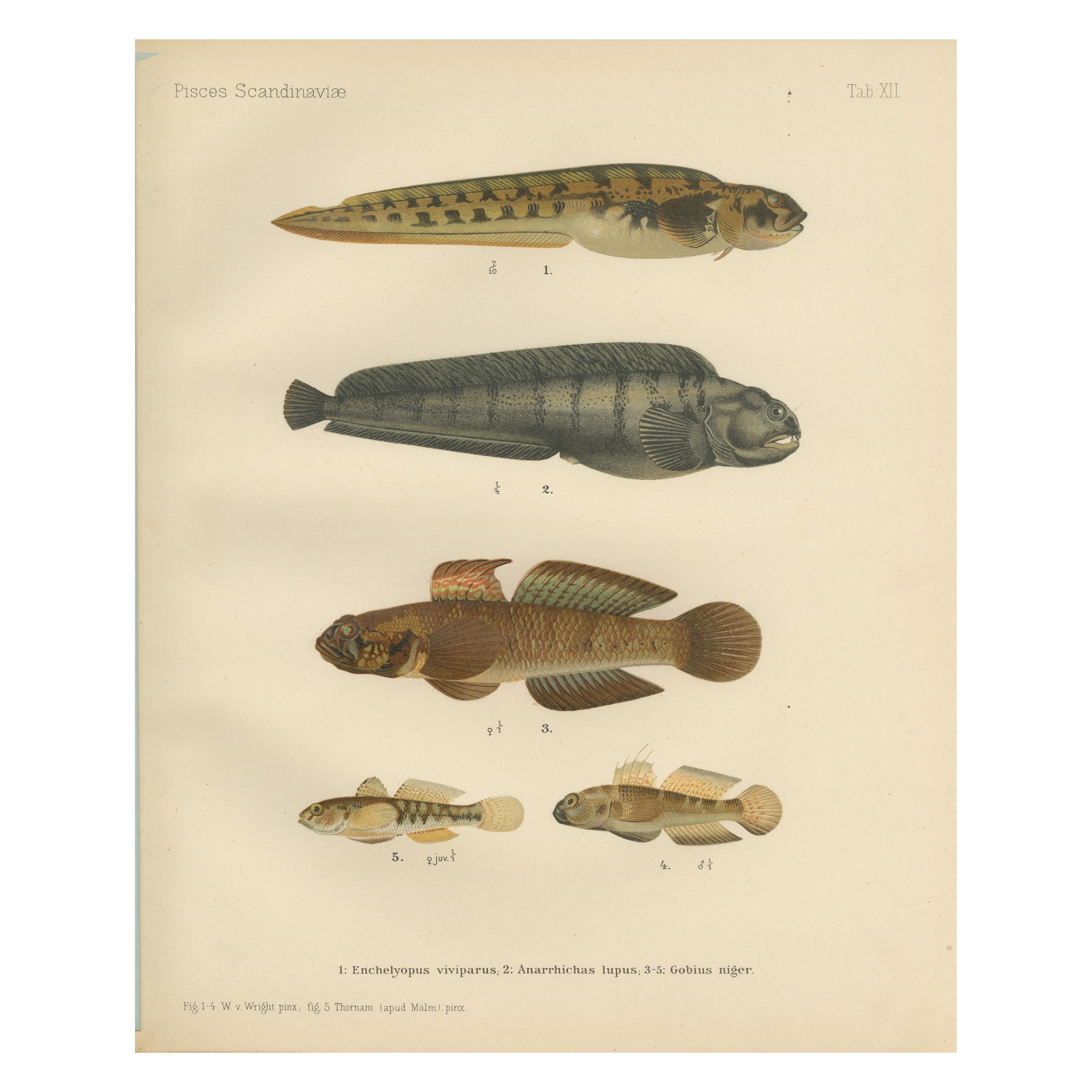 Viviparous Blenny, Wolf Fish, and Black Goby - Exquisite Scandinavian Fish Litho