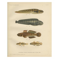 Antique Viviparous Blenny, Wolf Fish, and Black Goby - Exquisite Scandinavian Fish Litho