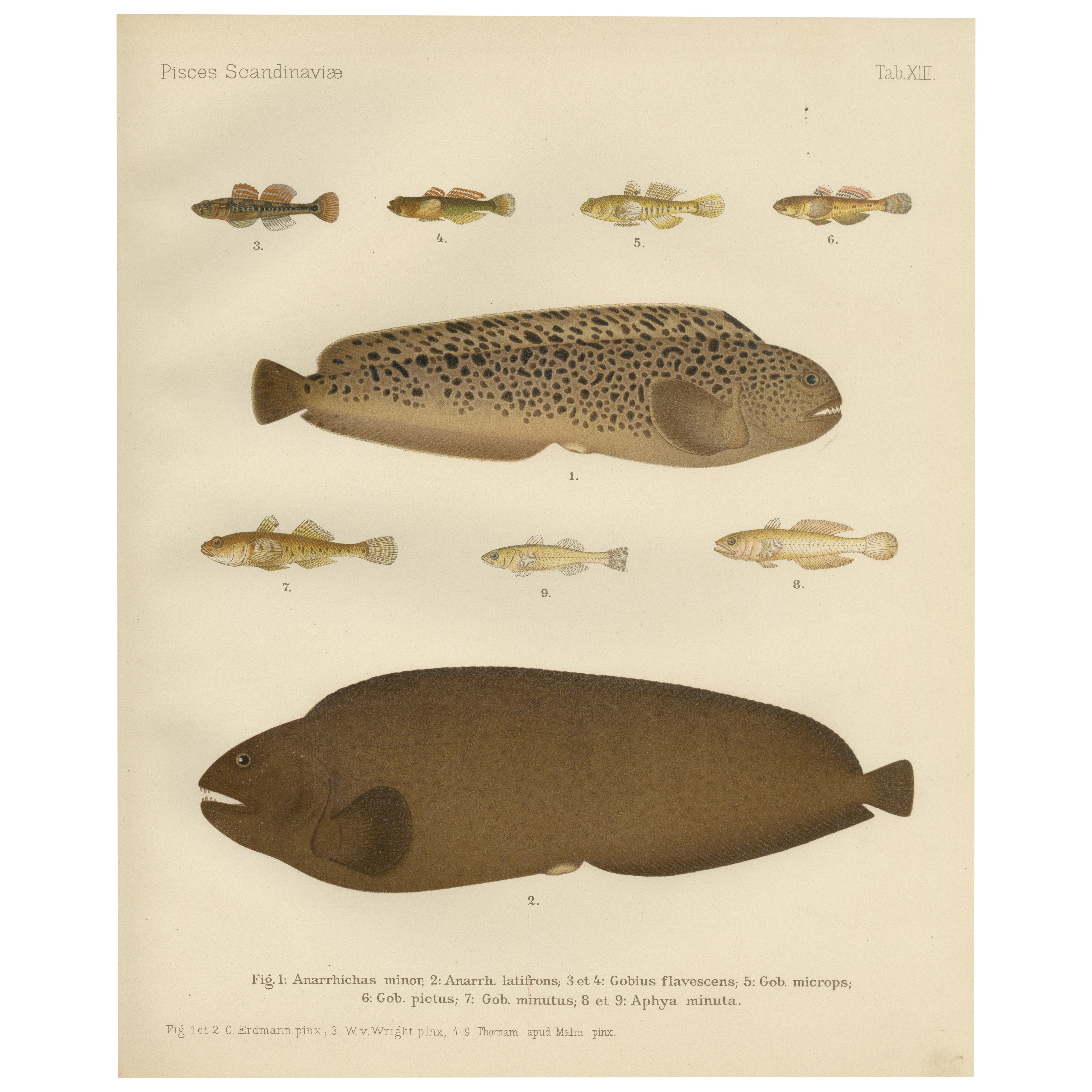 Spotted Wolffish, Broadhead Wolffish, and Gobies - Scandinavian Fish Litho, 1895