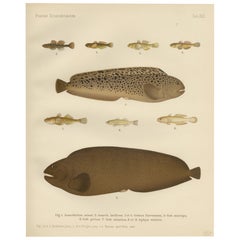 Pez lobo moteado, pez lobo de cabeza ancha y gobios - Litografía de peces escandinavos, 1895