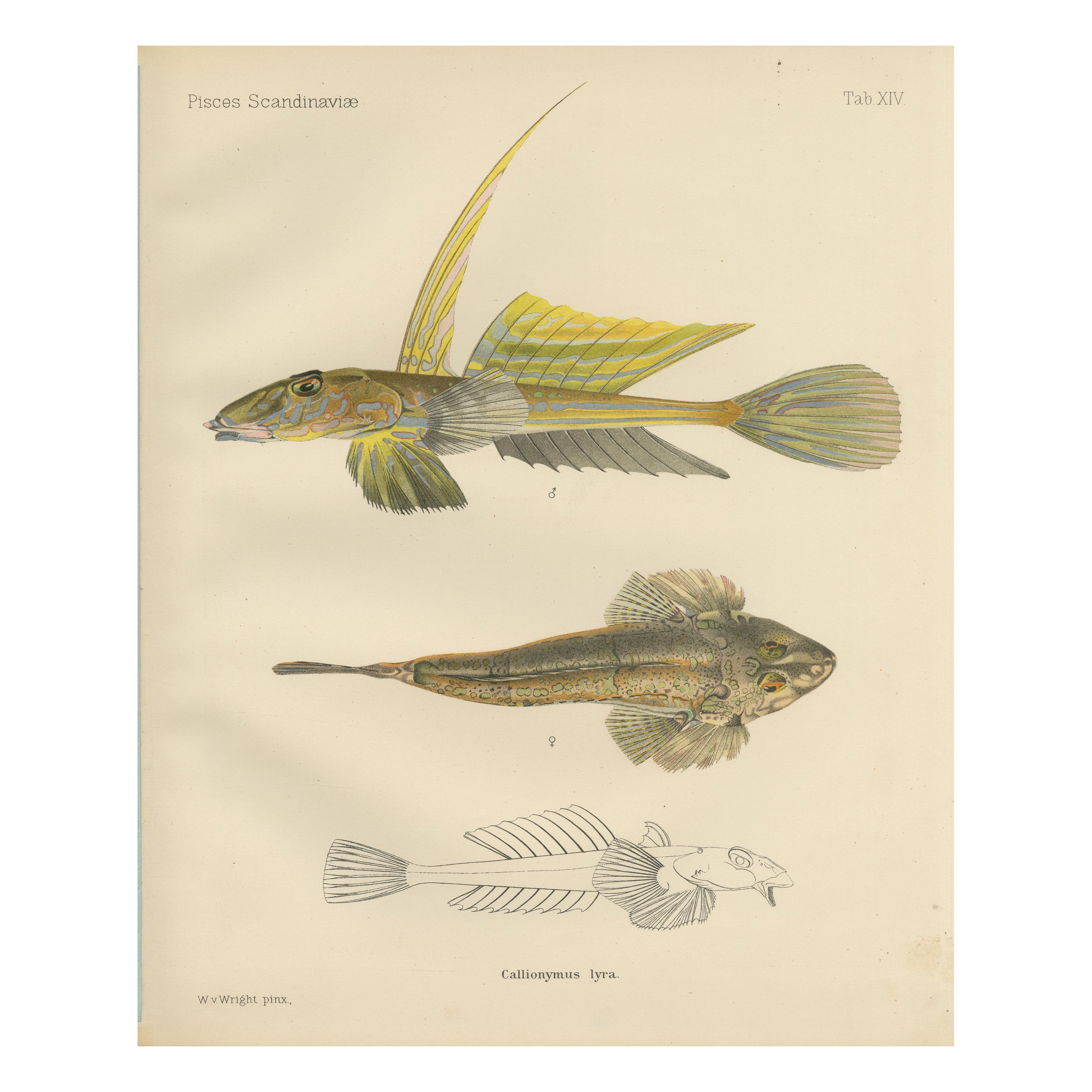 Common Dragonet - Graceful Hand-Coloured Scandinavian Fish Lithograph, 1895