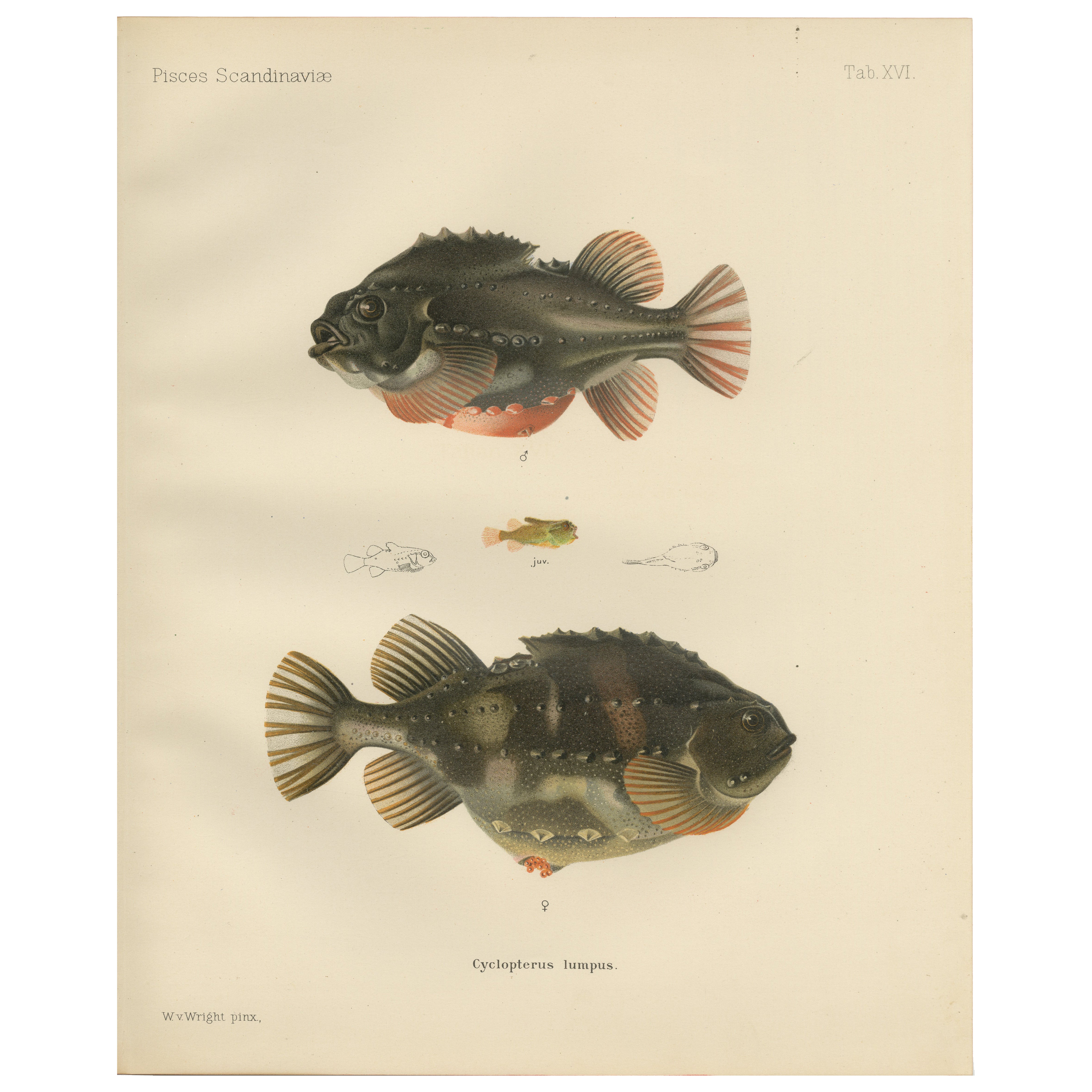 Lumpsucker - Distinctive Hand-Coloured Scandinavian Fish Lithograph, 1895