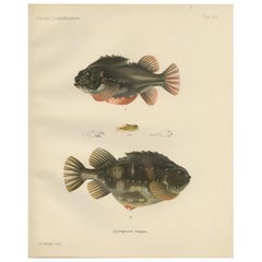 Lumpsucker - Litografía de peces escandinavos coloreada a mano, 1895