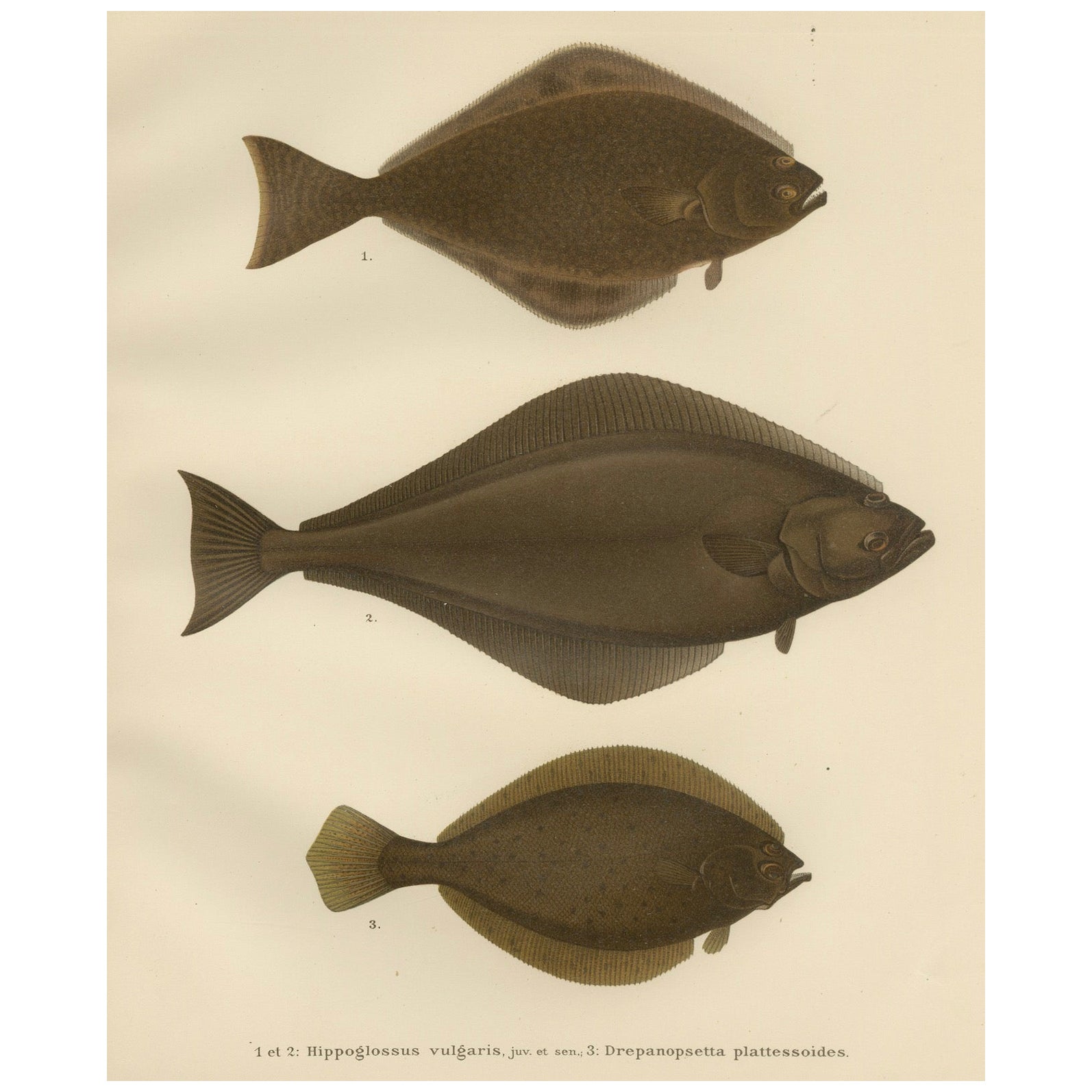 Flatfish Trio – Flounder, Turbot und Plaice – Elegante Fischlithographie, 1895