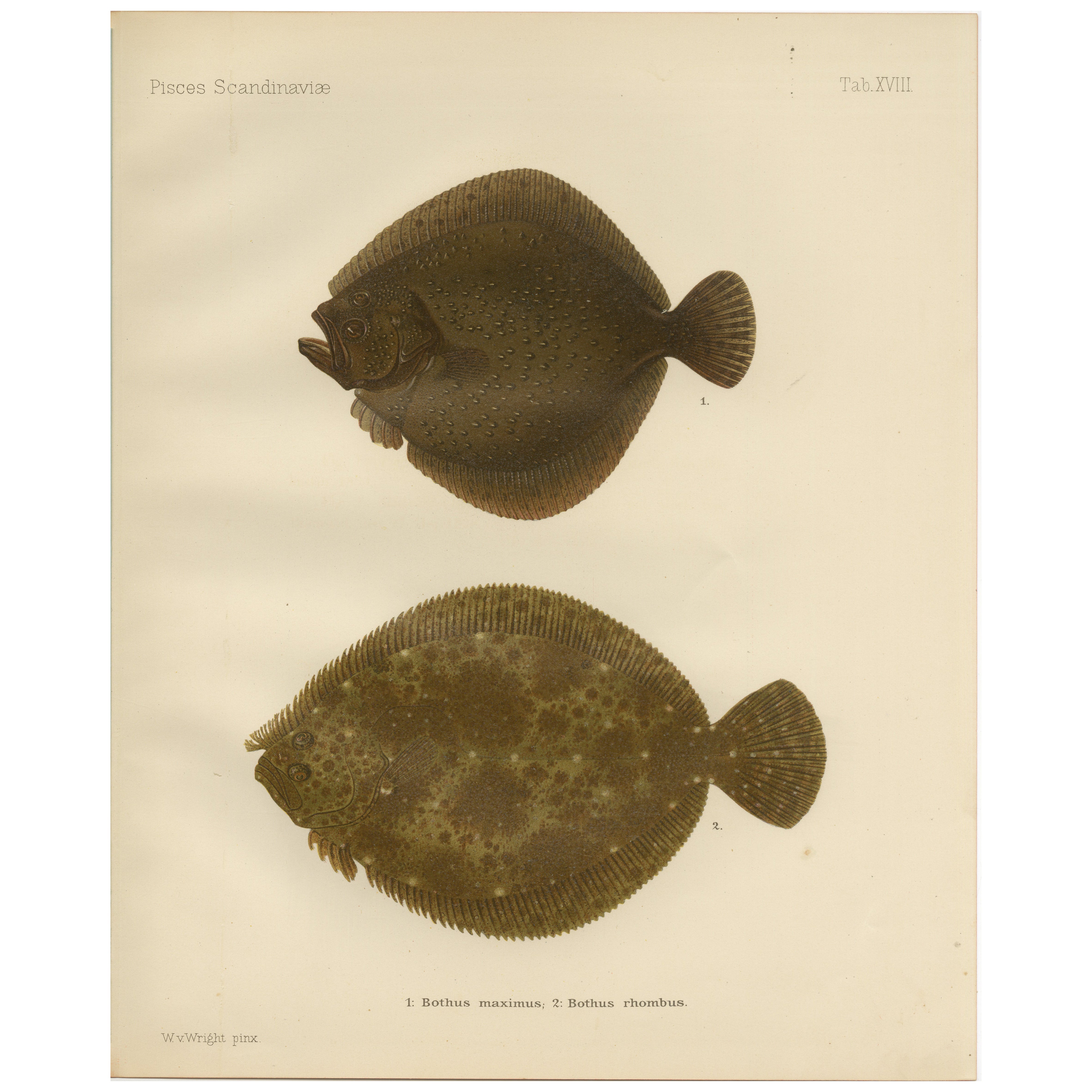 Rombo e Brill - Majestic Scandinavian Flatfish Litografia, 1895
