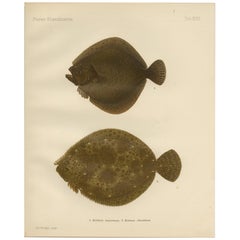 Rombo e Brill - Majestic Scandinavian Flatfish Litografia, 1895