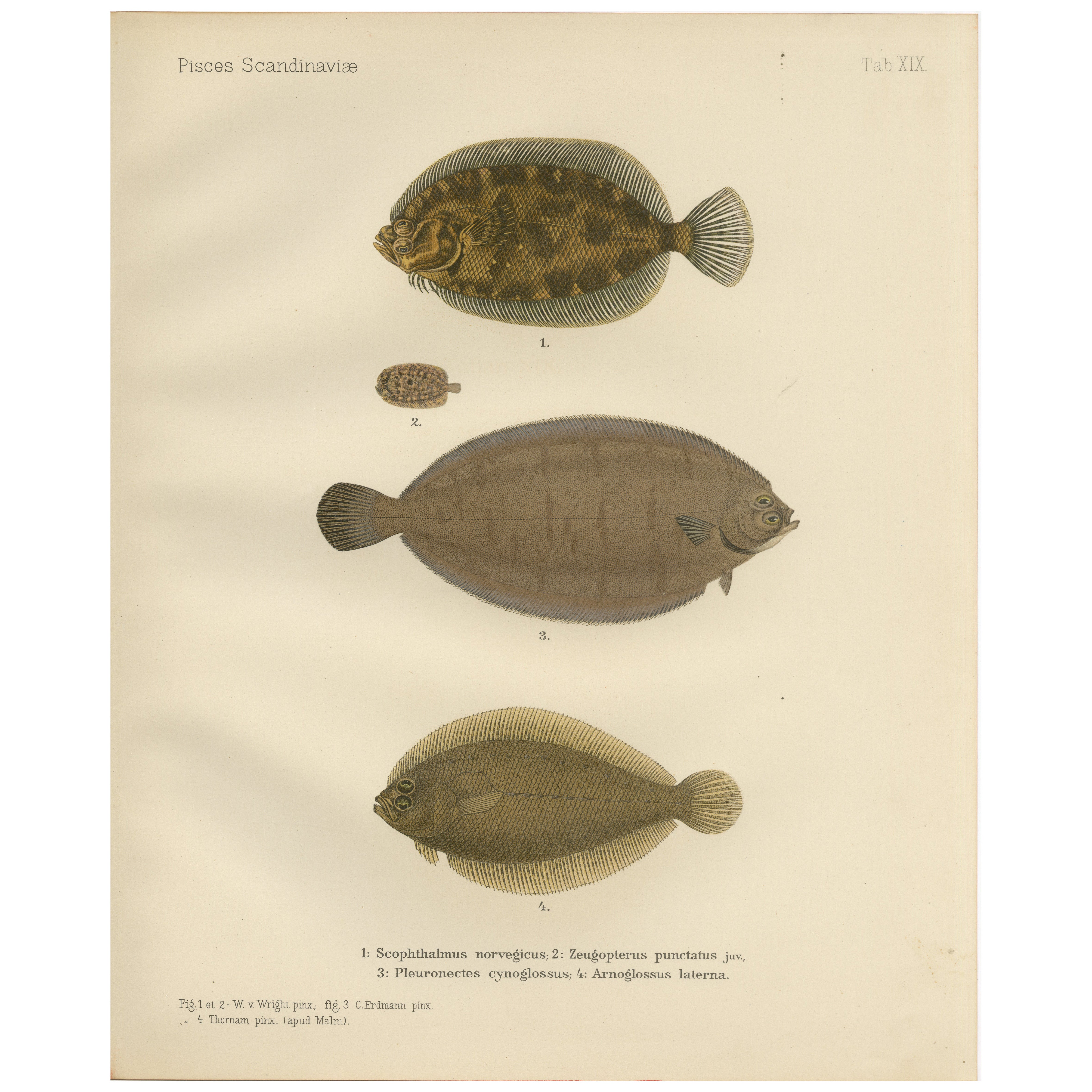 Norwegischer Topknot, gepunkteter Flounder und Wellenschwanz – Anmutige Flachfisch-Lithographie