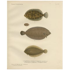 Platija noruega, platija manchada y pez sol - Litografía de peces planos con gracia