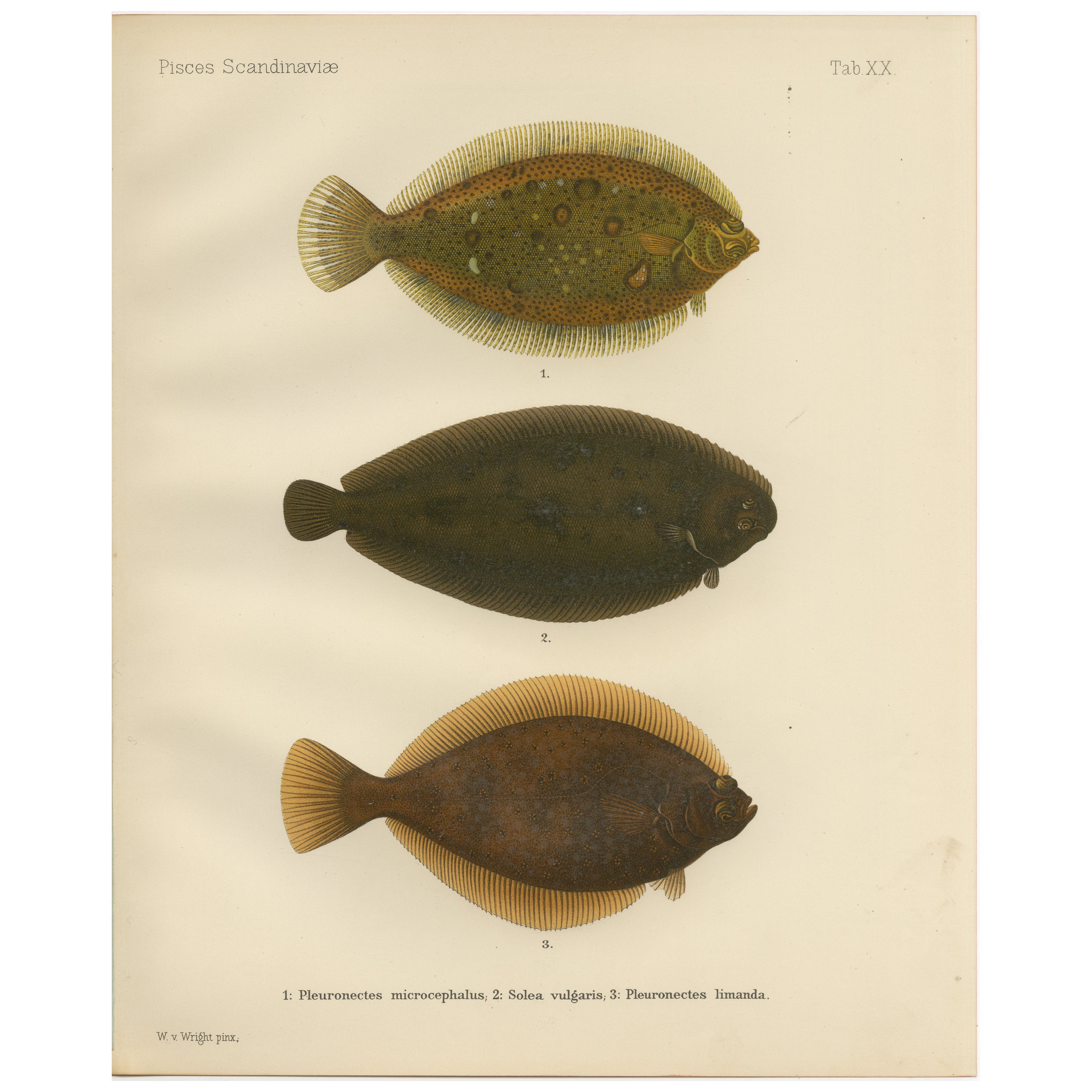 Flounder, Common Sole and Dab - Stunning Scandinavian Flatfish Lithograph, 1895