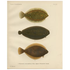 Platija, lenguado común y limanda - Impresionantes peces planos escandinavos Litografía, 1895