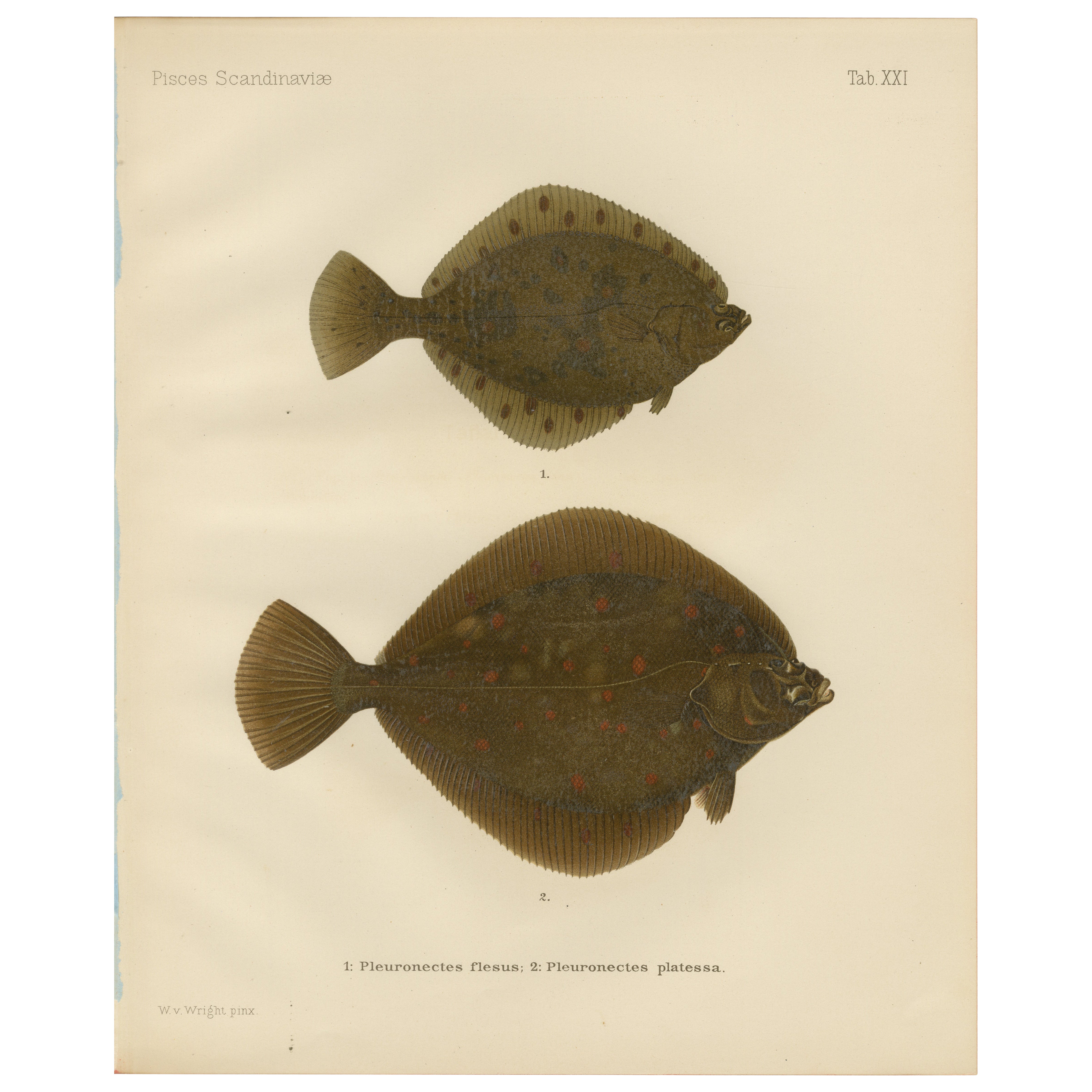 Flounder und Plaice – Leuchte lebhafte skandinavische Flachfisch-Lithographie, 1895