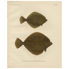 Platija y platija - Vibrante pez plano escandinavo Litografía, 1895