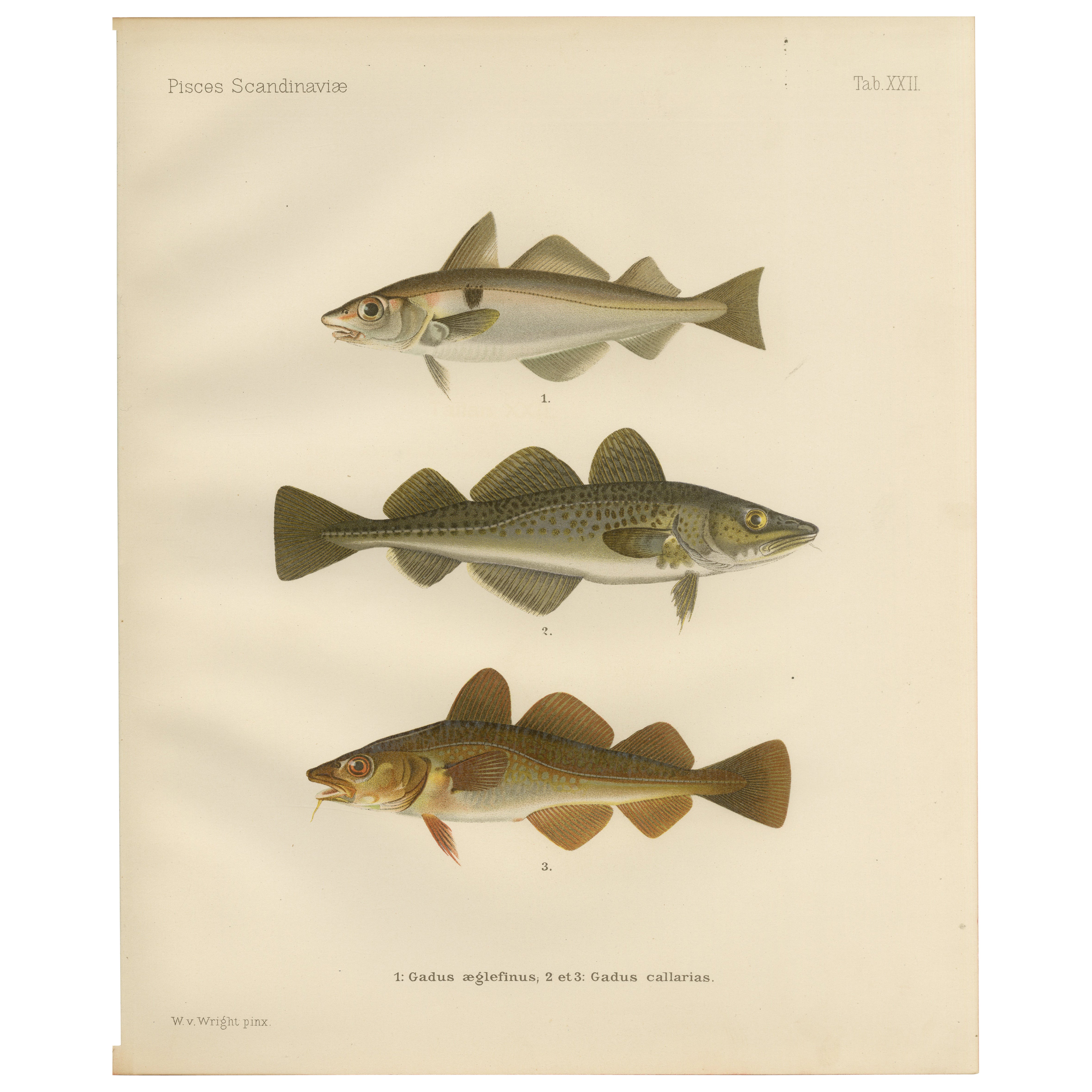 Eglefino e merluzzo dell'Atlantico - Majestic pesce scandinavo Litografia, 1895