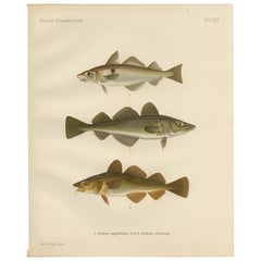 Eglefino e merluzzo dell'Atlantico - Majestic pesce scandinavo Litografia, 1895