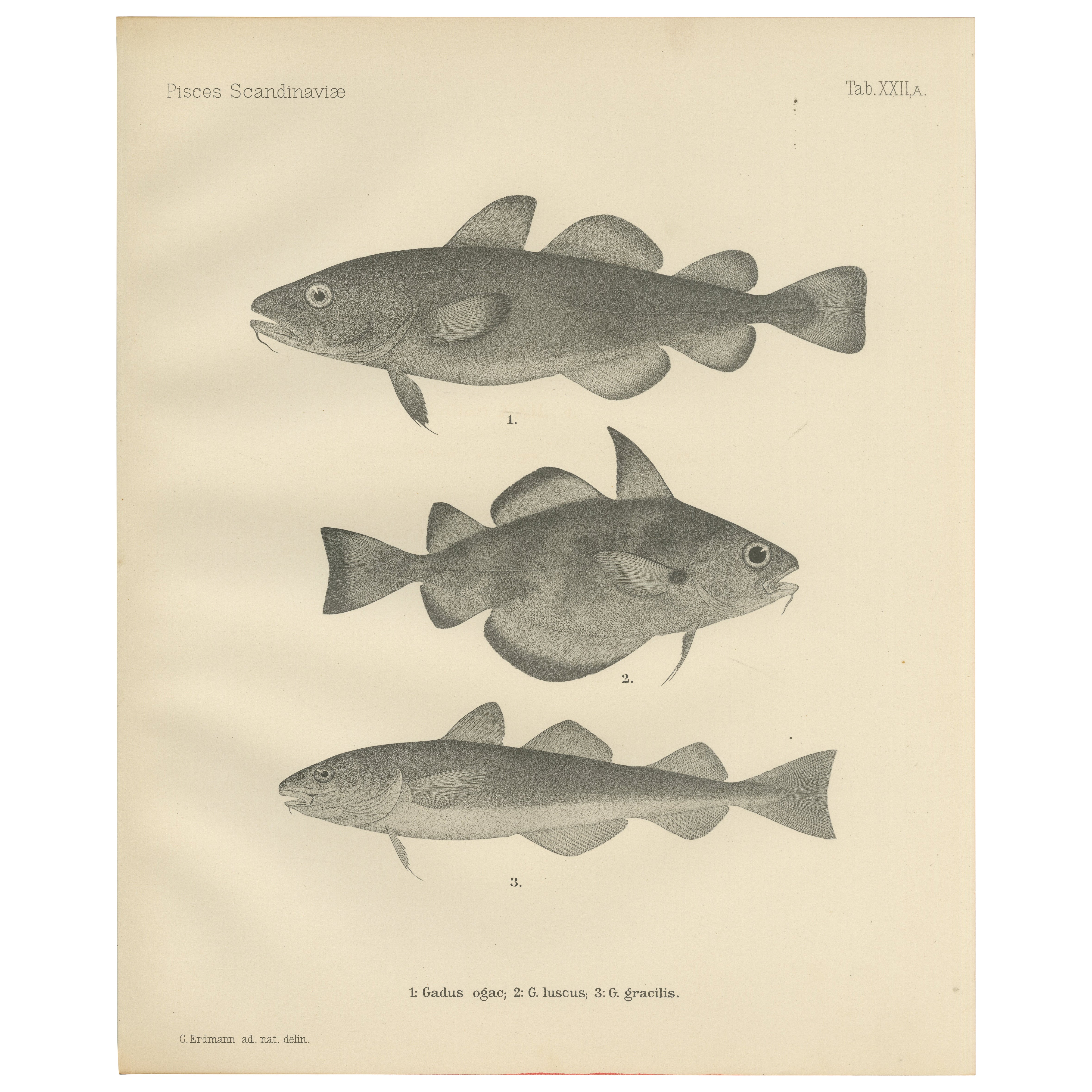 Greenland Cod, Pout and Poor Cod - Intricate Scandinavian Fish Lithograph, 1895