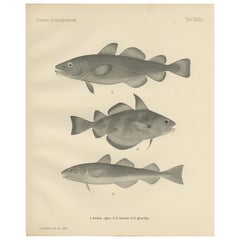 Bacalao de Groenlandia, Faneca y Bacalao Pobre - Intrincada Litografía de Pescado Escandinavo, 1895